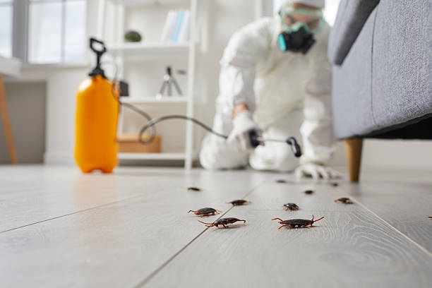 Commercial Rodent Management in Leona Valley